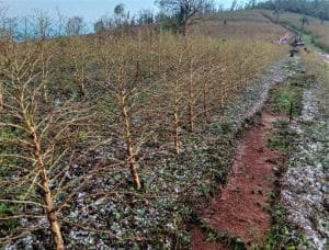 Produtores de café afetados pelo granizo podem solicitar prolongamento de crédito rural