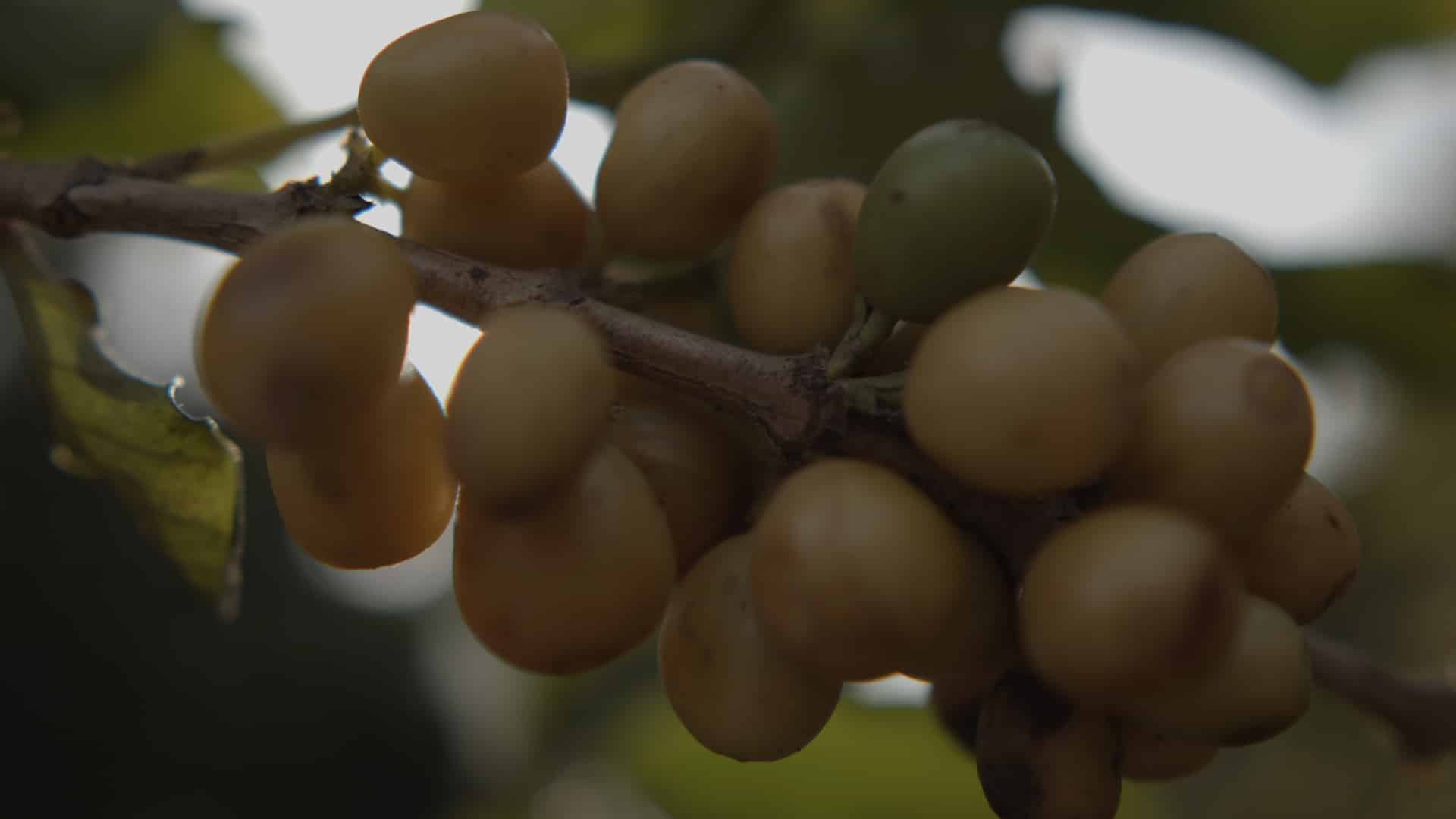 Regiões Produtoras de café do Brasil com Origem Controlada promovem Cupping