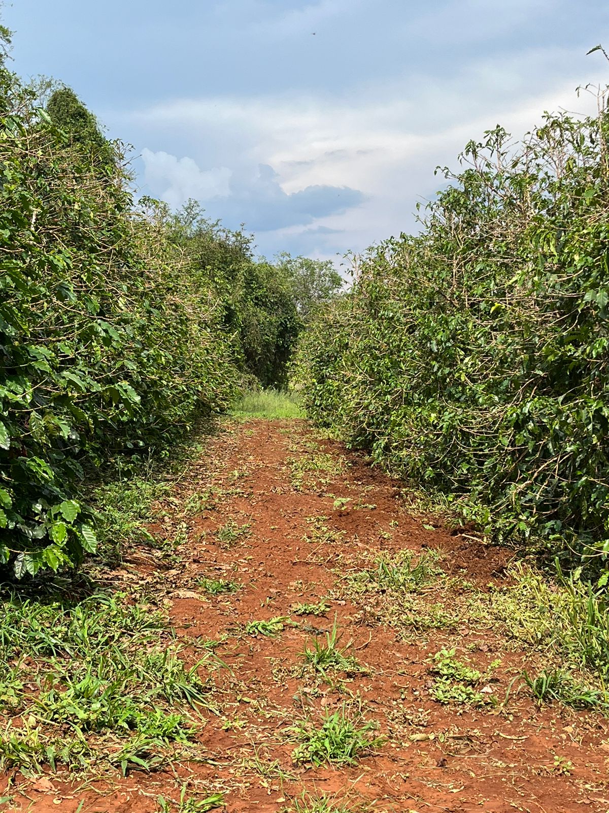 Manejo rápido é decisivo para evitar  danos maiores em cafeeiros atingidos por granizo