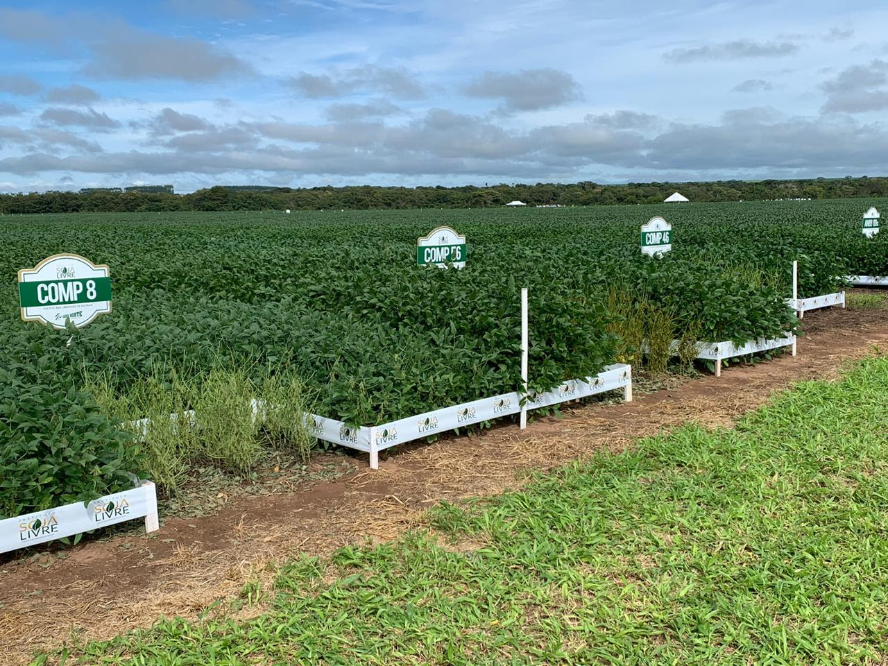 Lavouras cultivadas em MT, agricultores se preparam para planejar safra de soja convencional