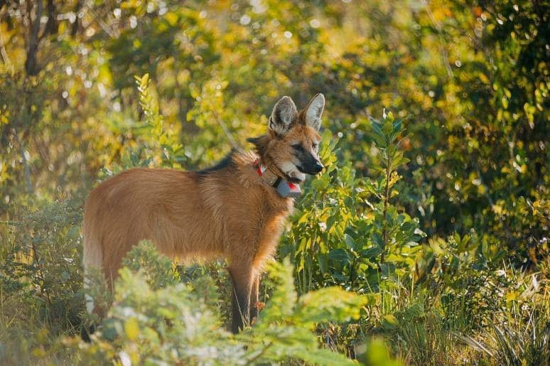 Parque Vida Cerrado dá continuidade ao protocolo inédito de reintrodução de  lobos-guará - Sucesso no Campo