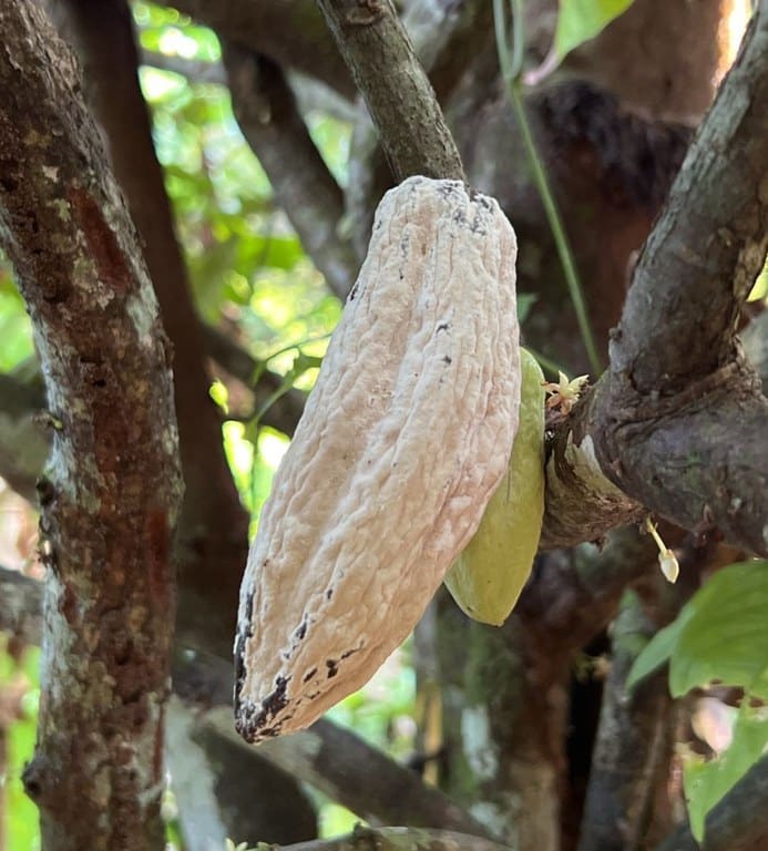 Novo foco de praga que atinge cultivo de cacau e cupuaçu é detectado no Amazonas