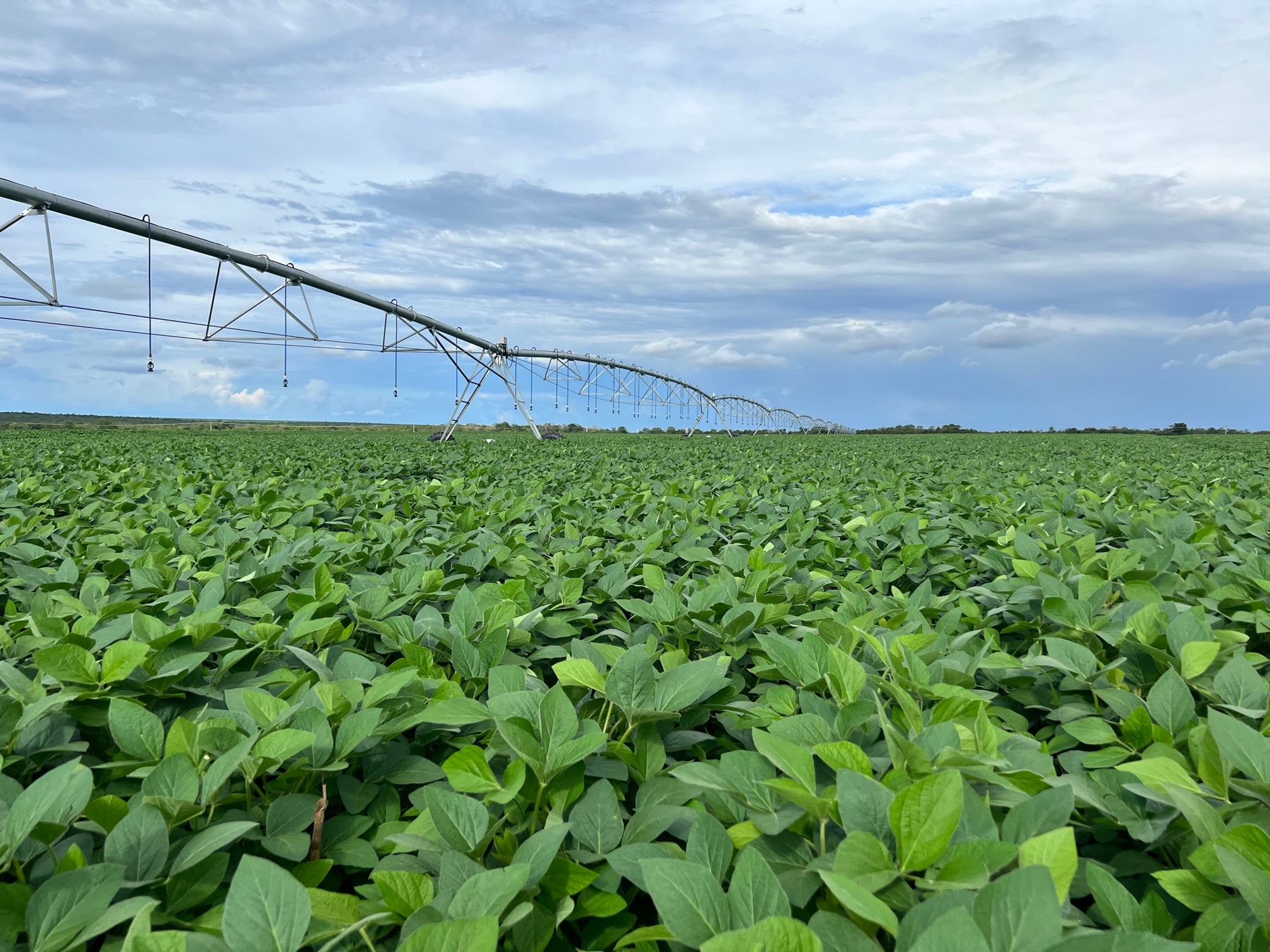 BrasilAgro vende parte de fazenda na Bahia com TIR de 52,4%