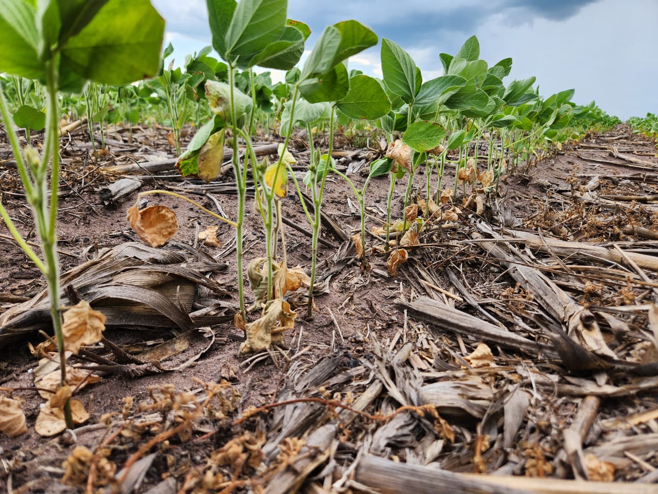 Chuvas irregulares e altas temperaturas causam preocupação aos produtores rurais