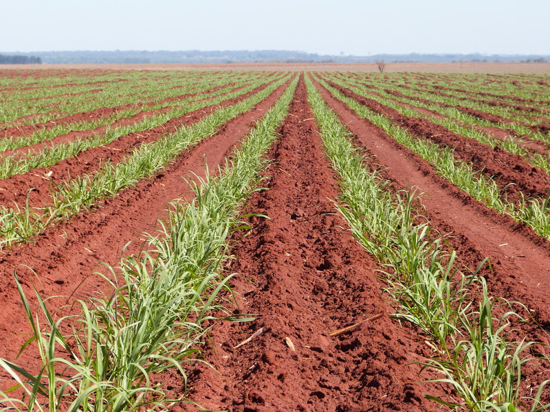 BP Bunge participa de debate sobre produtividade nos canaviais