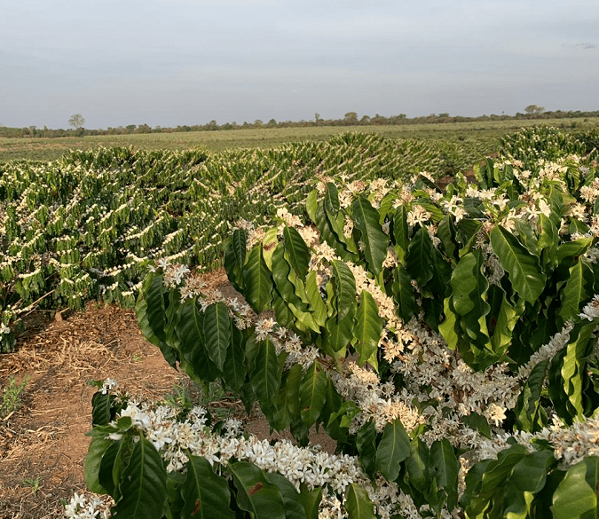 Café produzido na região de Garça (SP) consegue reconhecimento de Indicação Geográfica