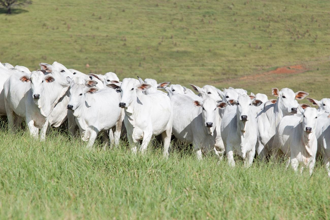 Minerva Foods, Phibro Saúde Animal e Biogénesis Bagó anunciam os  vencedores do Programa de Eficiência de Carcaça (PEC) em 2022