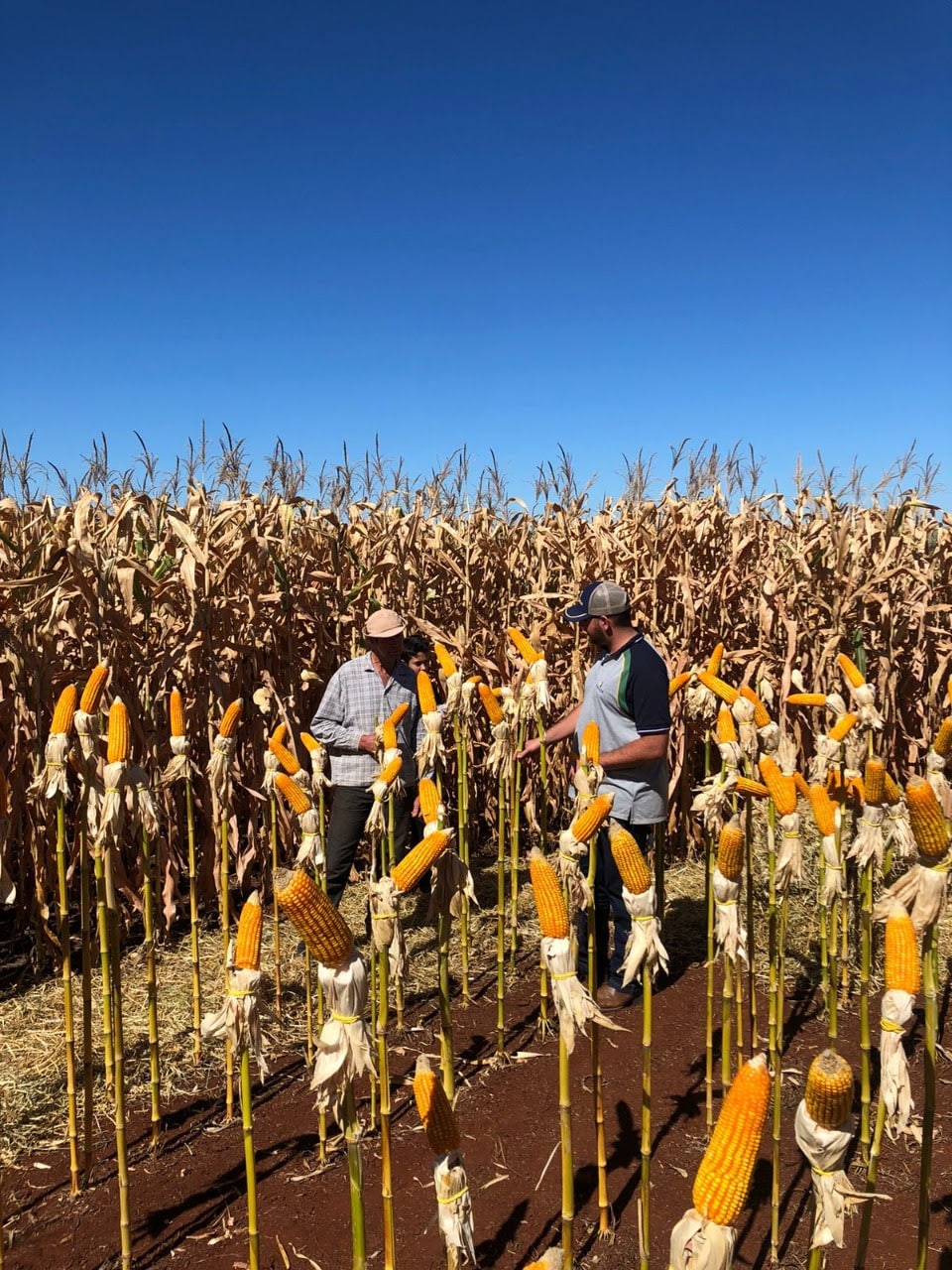 Clima instável e maior facilidade de acesso deve aumentar contratação de seguro agrícola em 2023