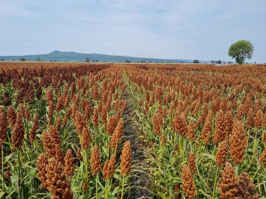 Programa de melhoramento genético de sementes eleva qualidade e rentabilidade do sorgo, indicam especialistas