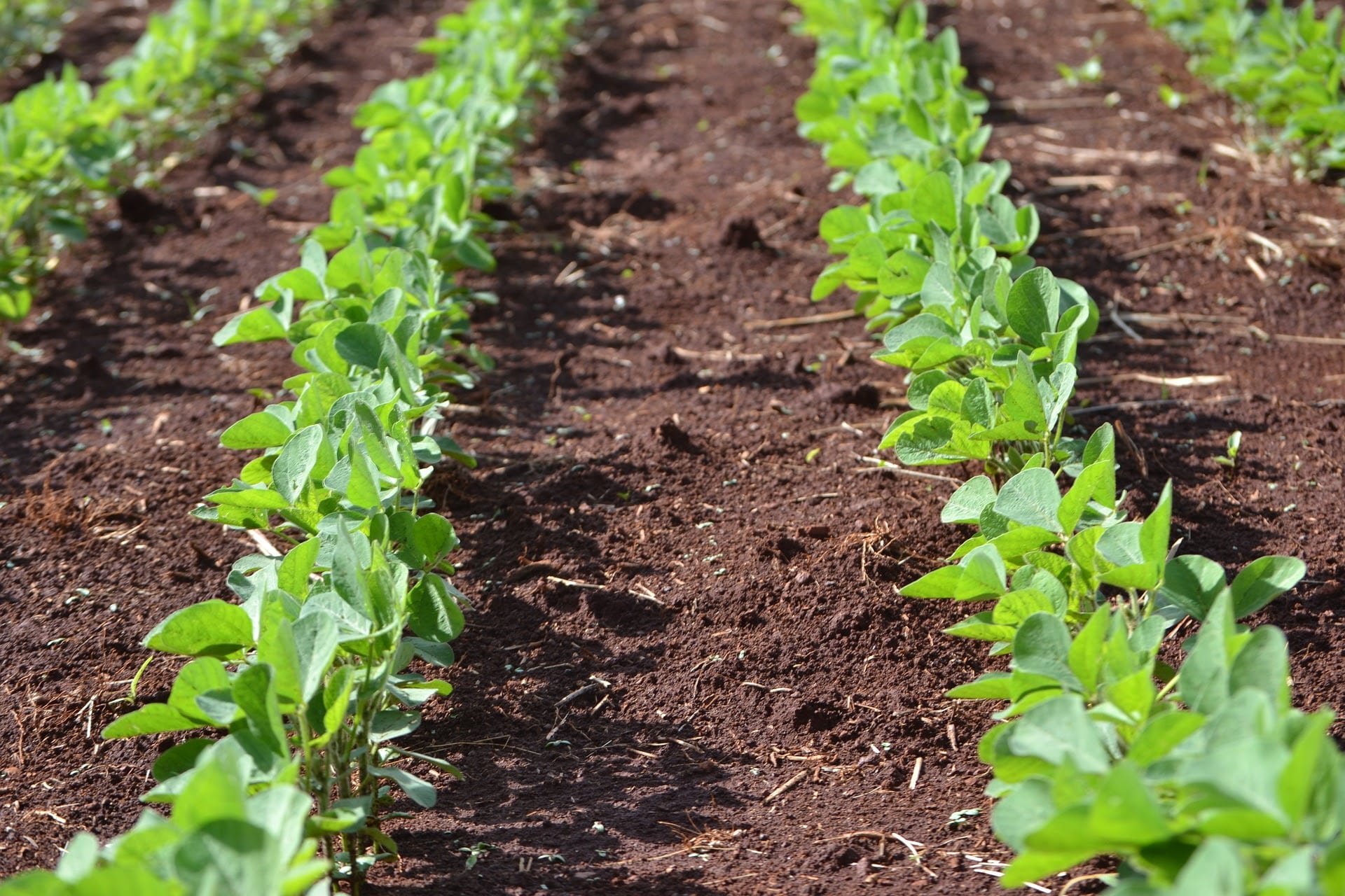 Inoculantes biológicos líquidos trazem mais agilidade para a agricultura