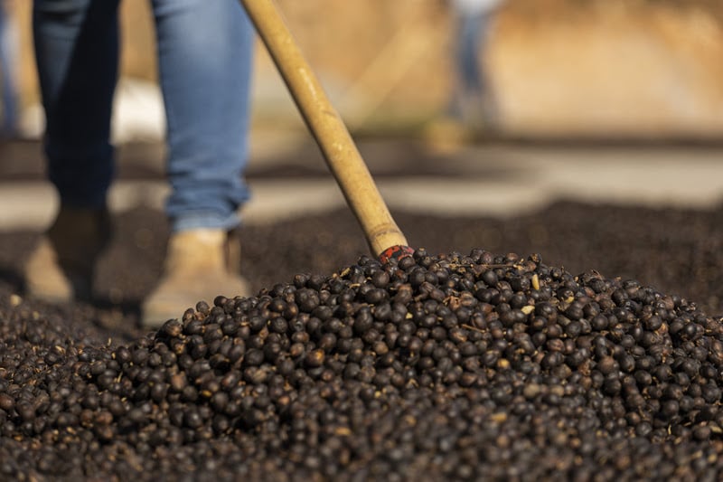 Cooxupé desenvolve programa para garantir a sustentabilidade e padronização do café perante o mercado