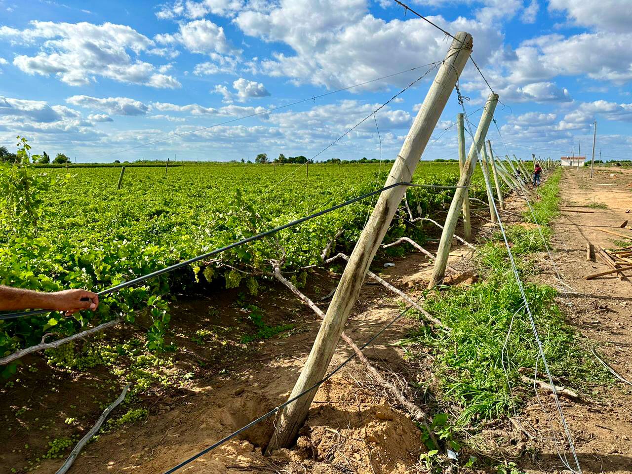 Produtores de uvas de Petrolina – PE enfrentam prejuízos com as últimas chuvas