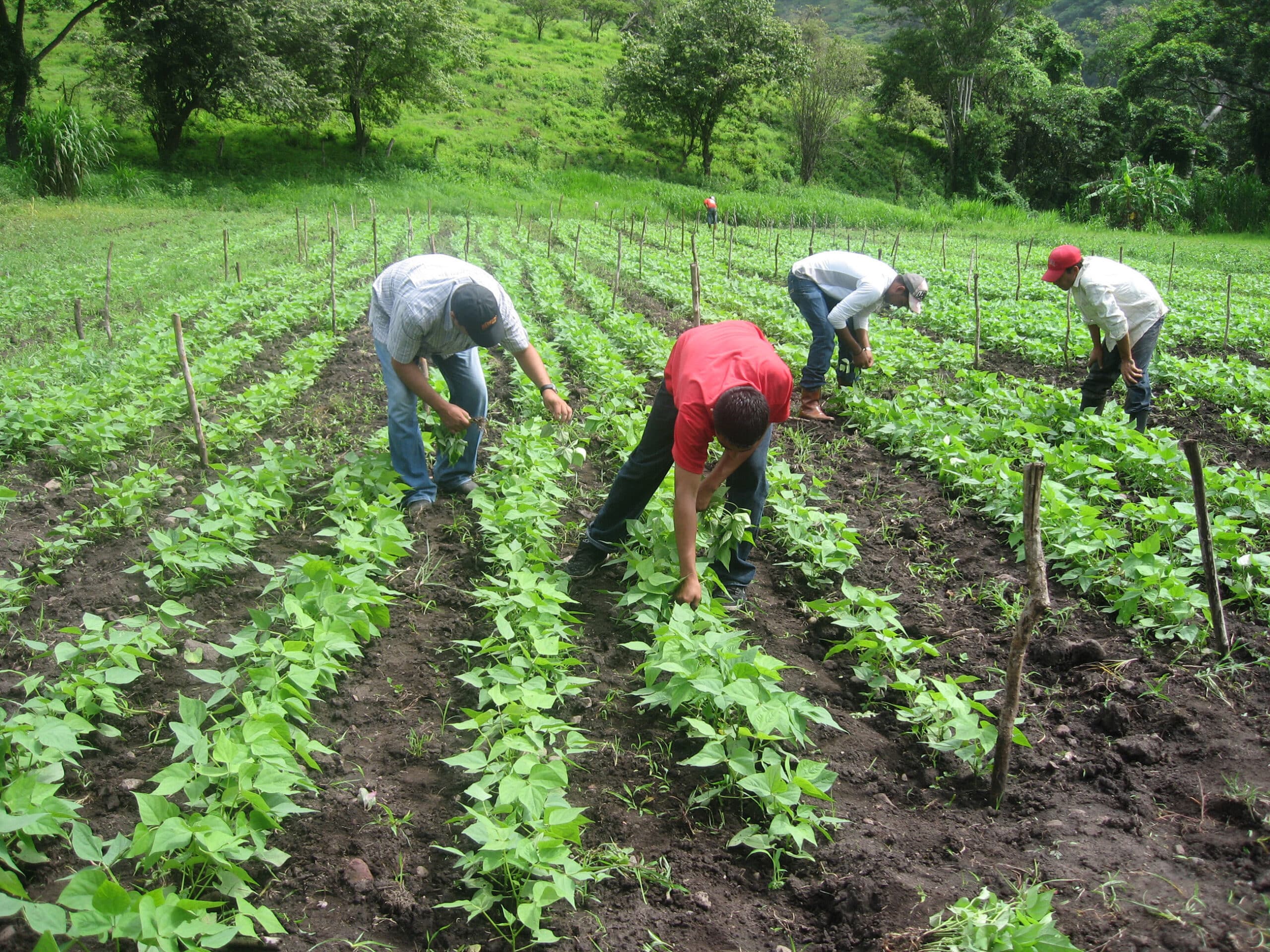 FAO apoia o diálogo de políticas na II Conferência de Agricultura Familiar do Mercosul Ampliado