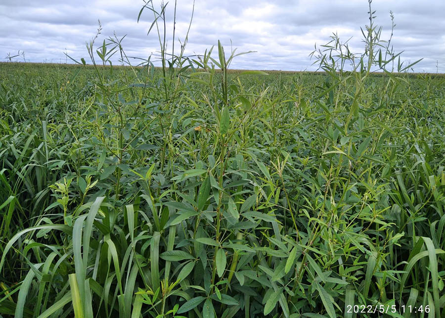 Produtividade da soja cresce até 20% em consórcio de capim com crotalária