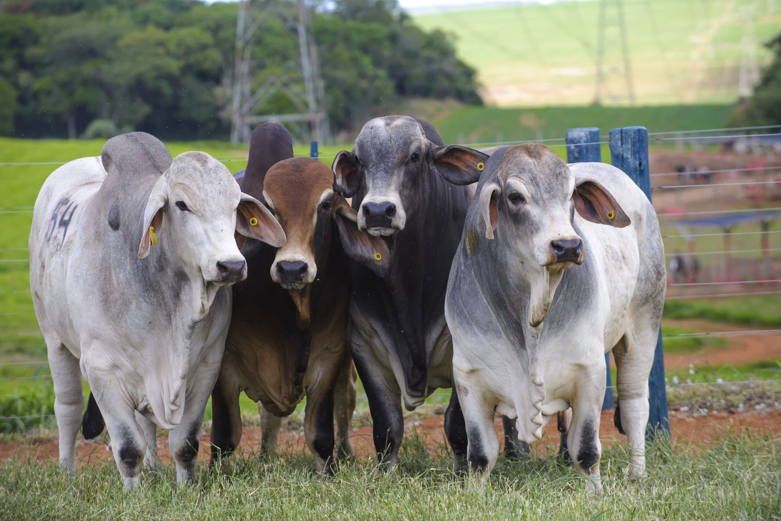 ACBB anuncia campeões da 2ª Prova de Eficiência e Performance da raça Brahman