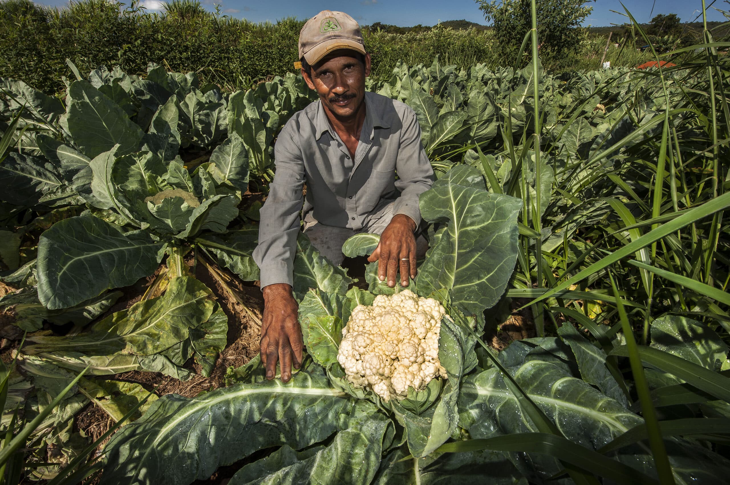 CEPAL, FAO e WFP instam a fortalecer a produção agrícola e os sistemas de proteção social