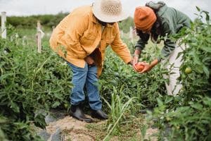 Ajinomoto do Brasil destaca atuação das mulheres em extensão rural