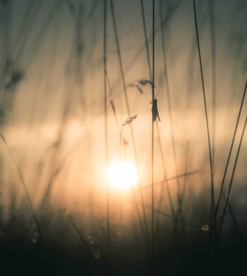 Como a fábula ‘A Cigarra e a Formiga’ pode nos ajudar a pensar sobre mudanças climáticas