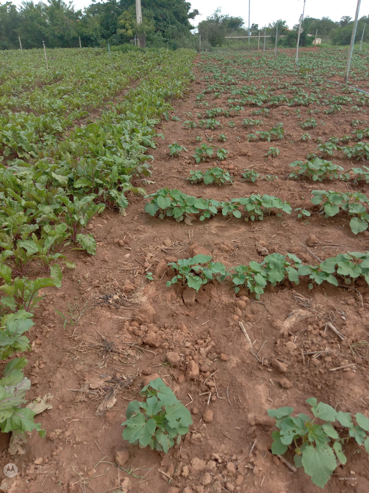 Cursos do Sistema Faemg Senar ajudam a fortalecer a agricultura familiar no Norte de Minas