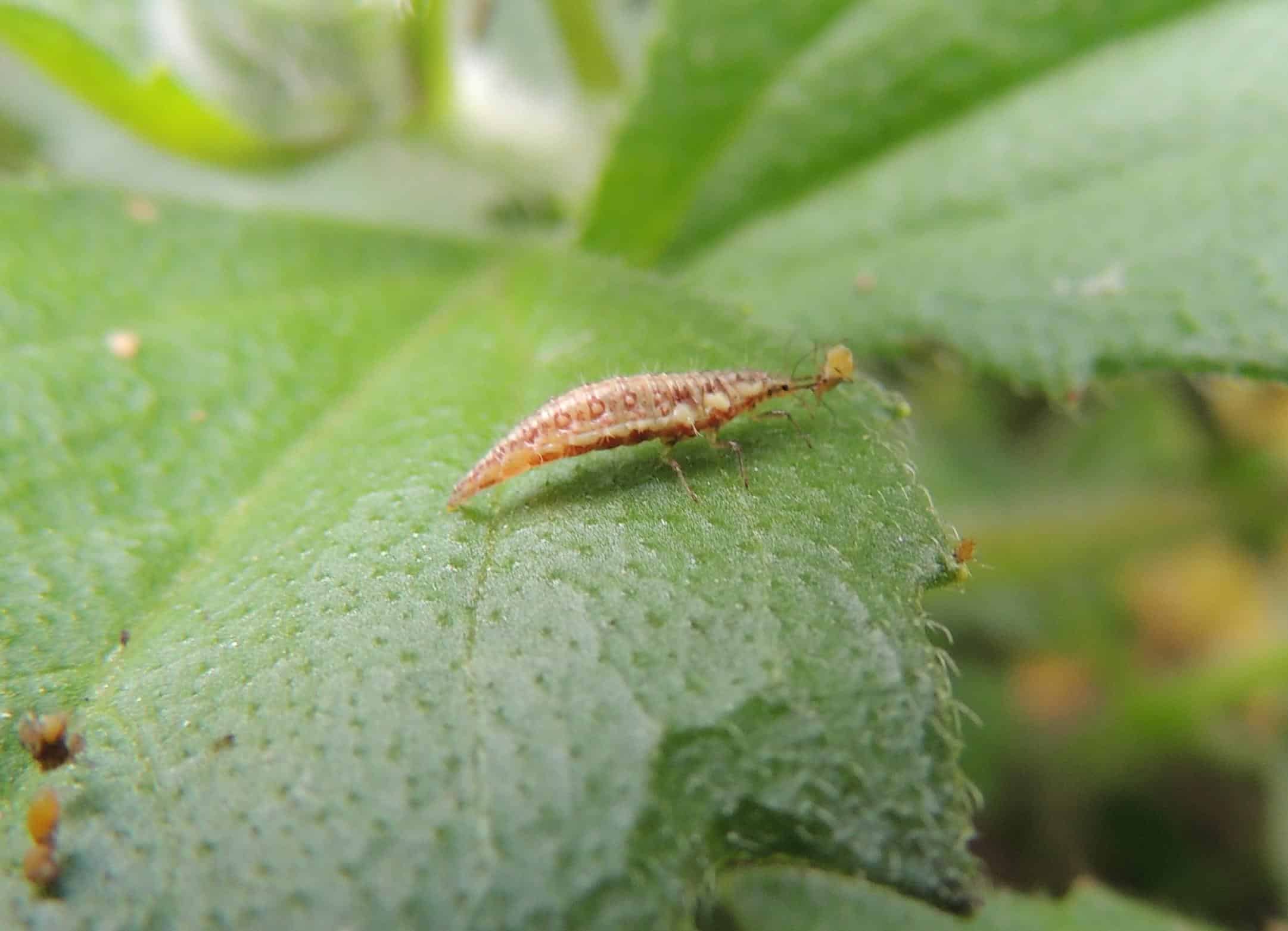 Pioneiro no tema entre os Estados, Goiás é reconhecido como Polo dos Bioinsumos na Rota da Biodiversidade do Ministério do Desenvolvimento Regional