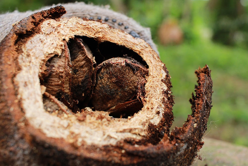 Crise climática diminui a produção de frutos de castanha-do-pará