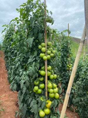 Controle da murcha de Fusarium é fundamental para tomaticultores brasileiros