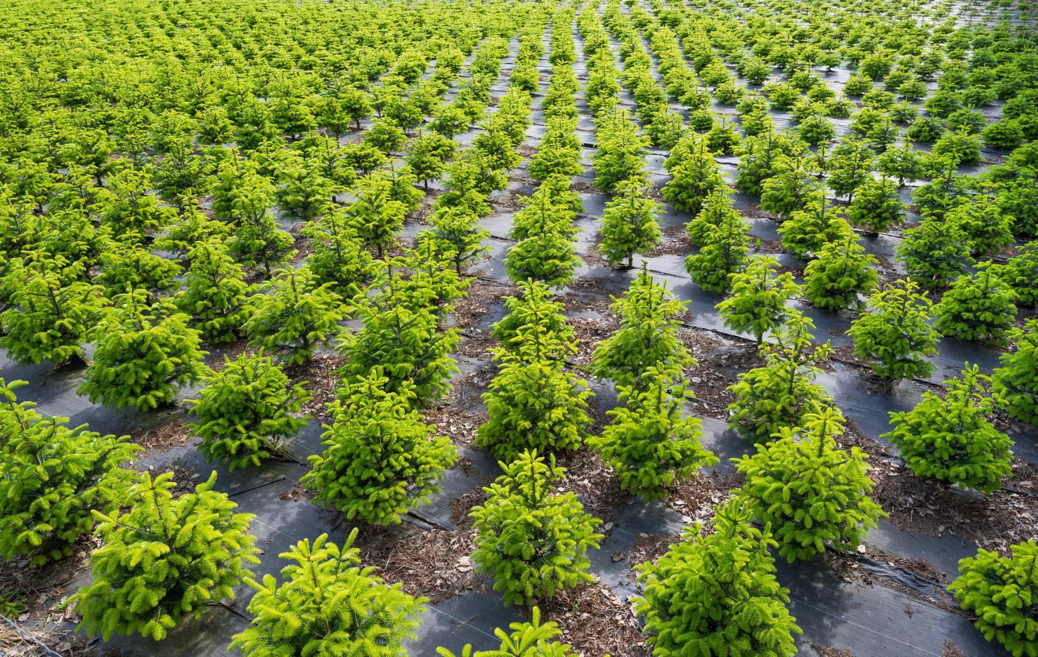 Sem Agricultura, haveria nata?