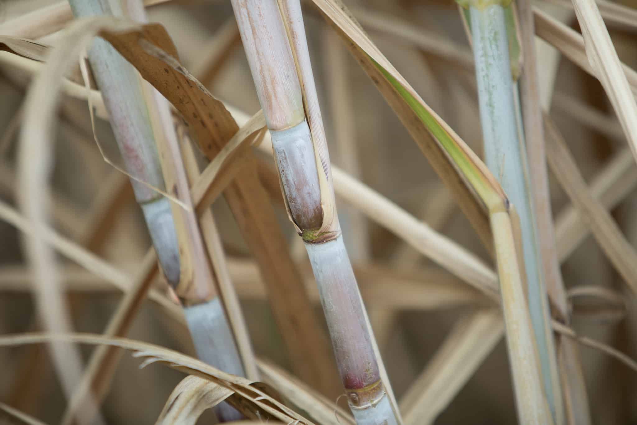 Em Goiás, produção de etanol de cana-de-açúcar deve crescer 6,4% na Safra 2022/2023