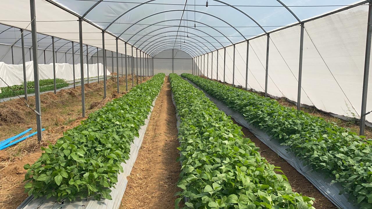 Transplante biológico entre plantas melhora produtividade de lavouras em até 30%