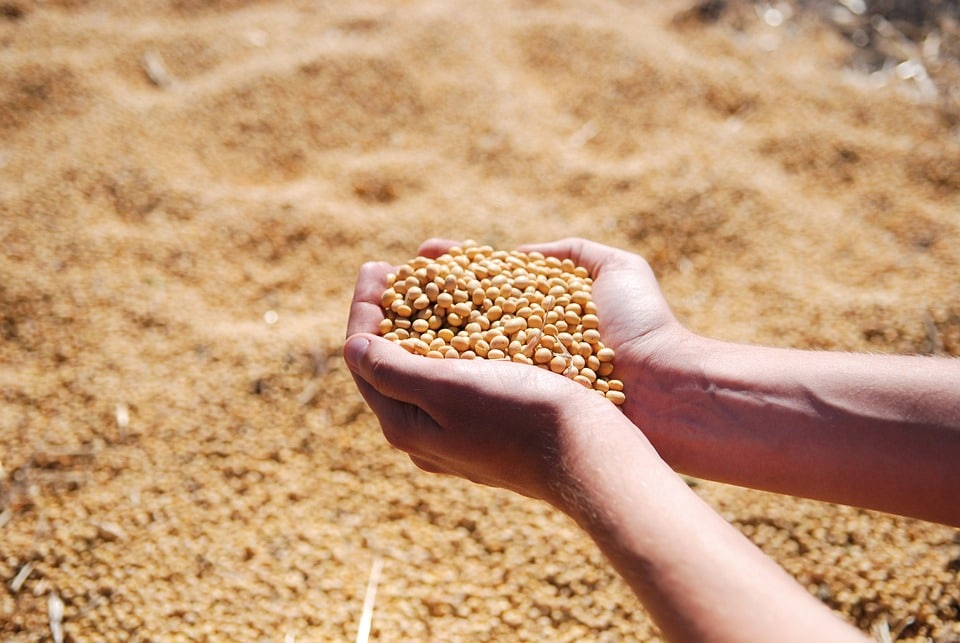 Empresa agrícola investe em automação da gestão contábil e fiscal para manter crescimento