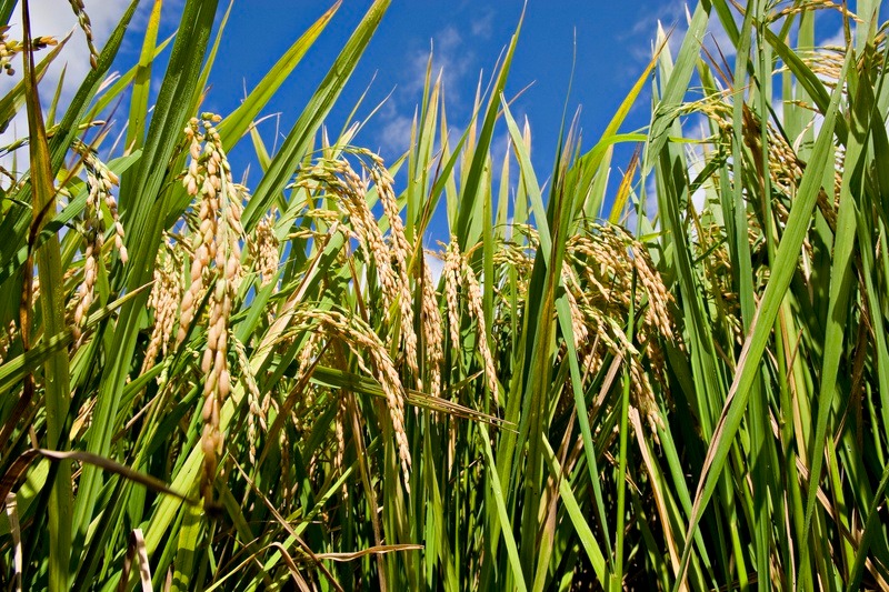 Produtores de arroz podem contar com nova solução para manejo do arroz-vermelho resistente