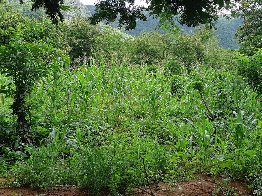 Curso aborda potencial da bioeconomia para a Caatinga