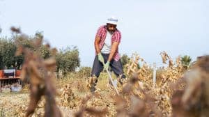 STF altera obrigação com o Funrural para compradores e cooperativas