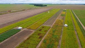 Multinacional apresenta herbicidas para soja durante evento em Mato Grosso