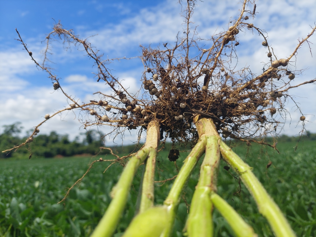 Prejuízos por fitonematoides: biodefensivos protegem lavoura e ajudam no manejo regenerativo