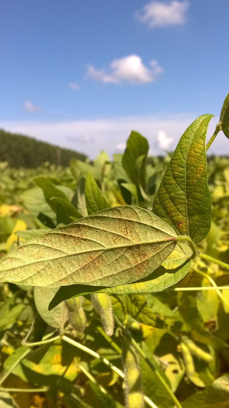 Focos de ferrugem da soja aumentam no Brasil em um índice superior a 220%, se comparado à safra anterior na mesma época