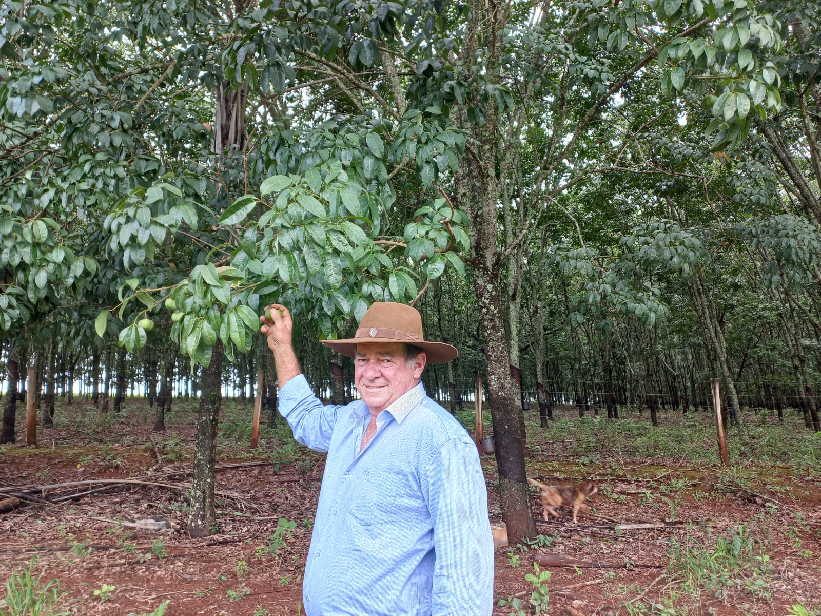 Cultivo com fertilizante sem cloro aumenta em 10% produção de seringueiras em Minas Gerais