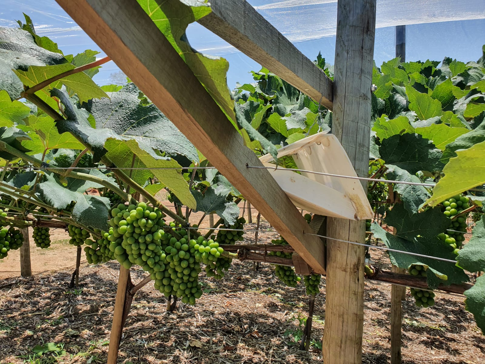 População urbana pode ajudar no controle de doenças em vegetais e animais