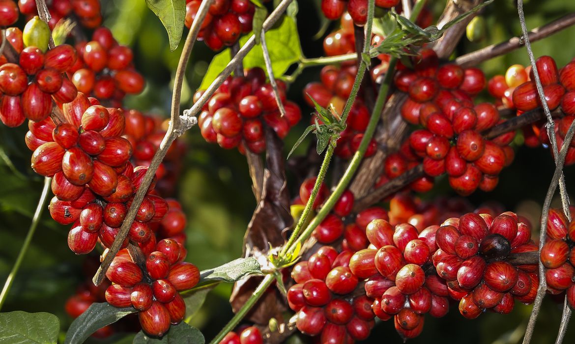 Clima e economia pressionam preço do café, mas setor se mantém positivo