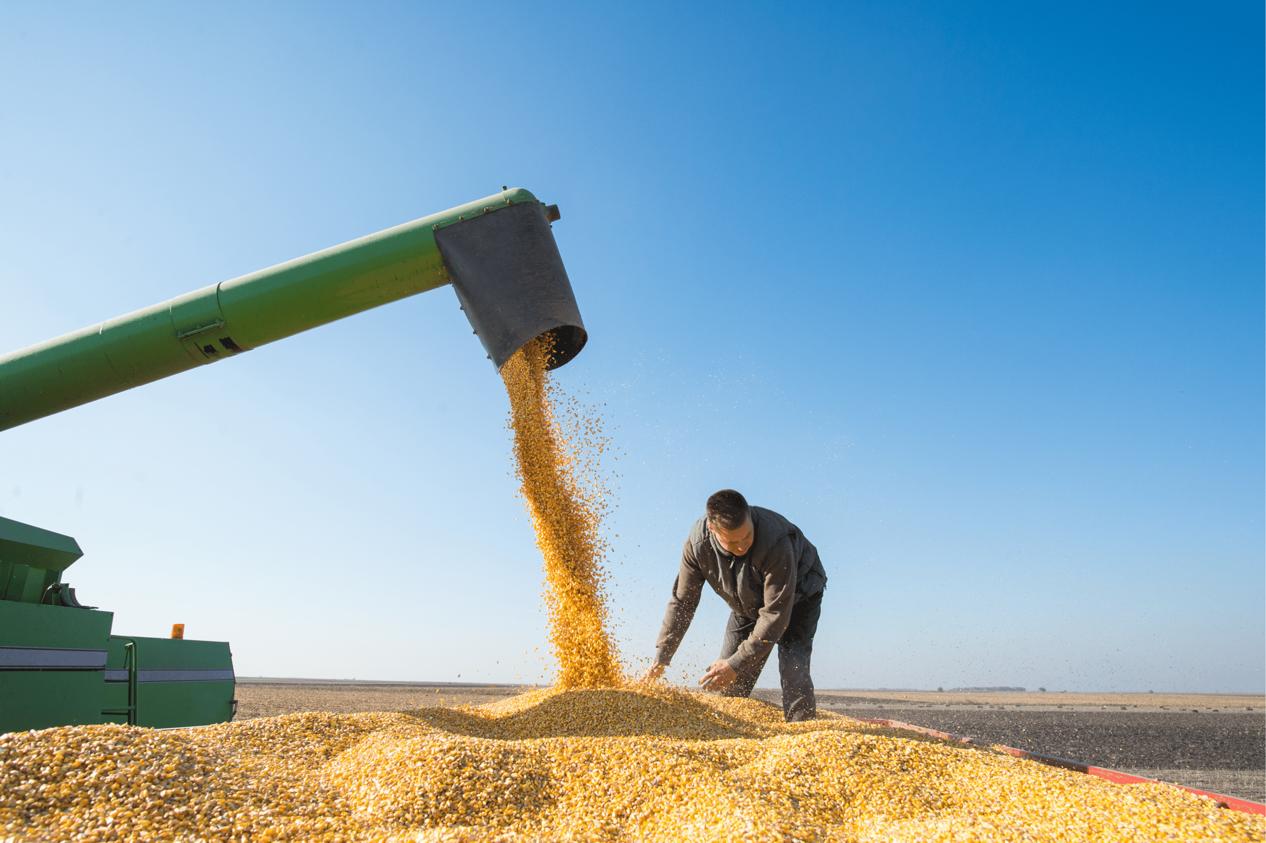 Manter o milho secando no campo gera perdas de qualidade e produtividade