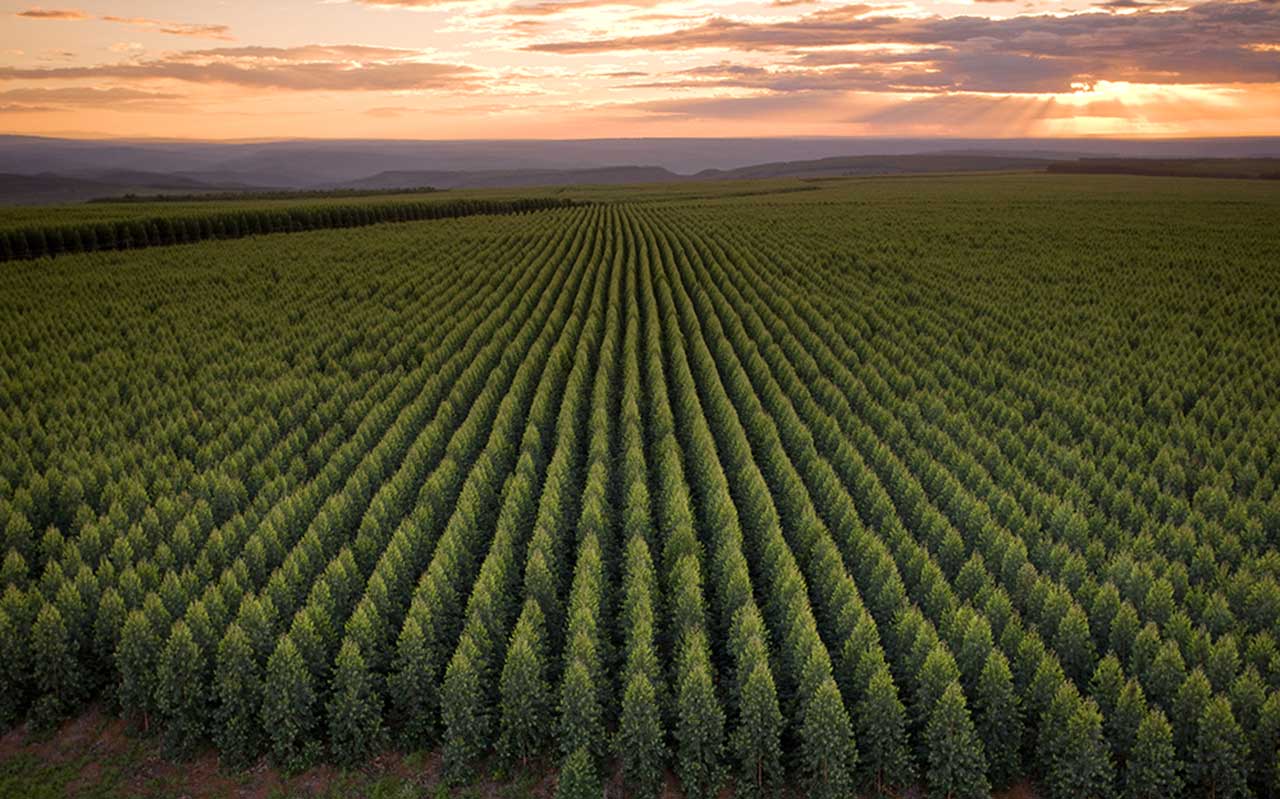 Pequenos agricultores do Vale do Jequitinhonha poderão plantar hortaliças nas terras da Aperam BioEnergia