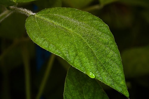 Chuva aumenta relatos da ferrugem da soja na safra 22/23