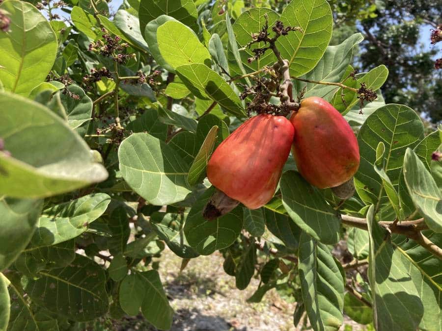 Produção de castanha do caju cresce 33% em 2022