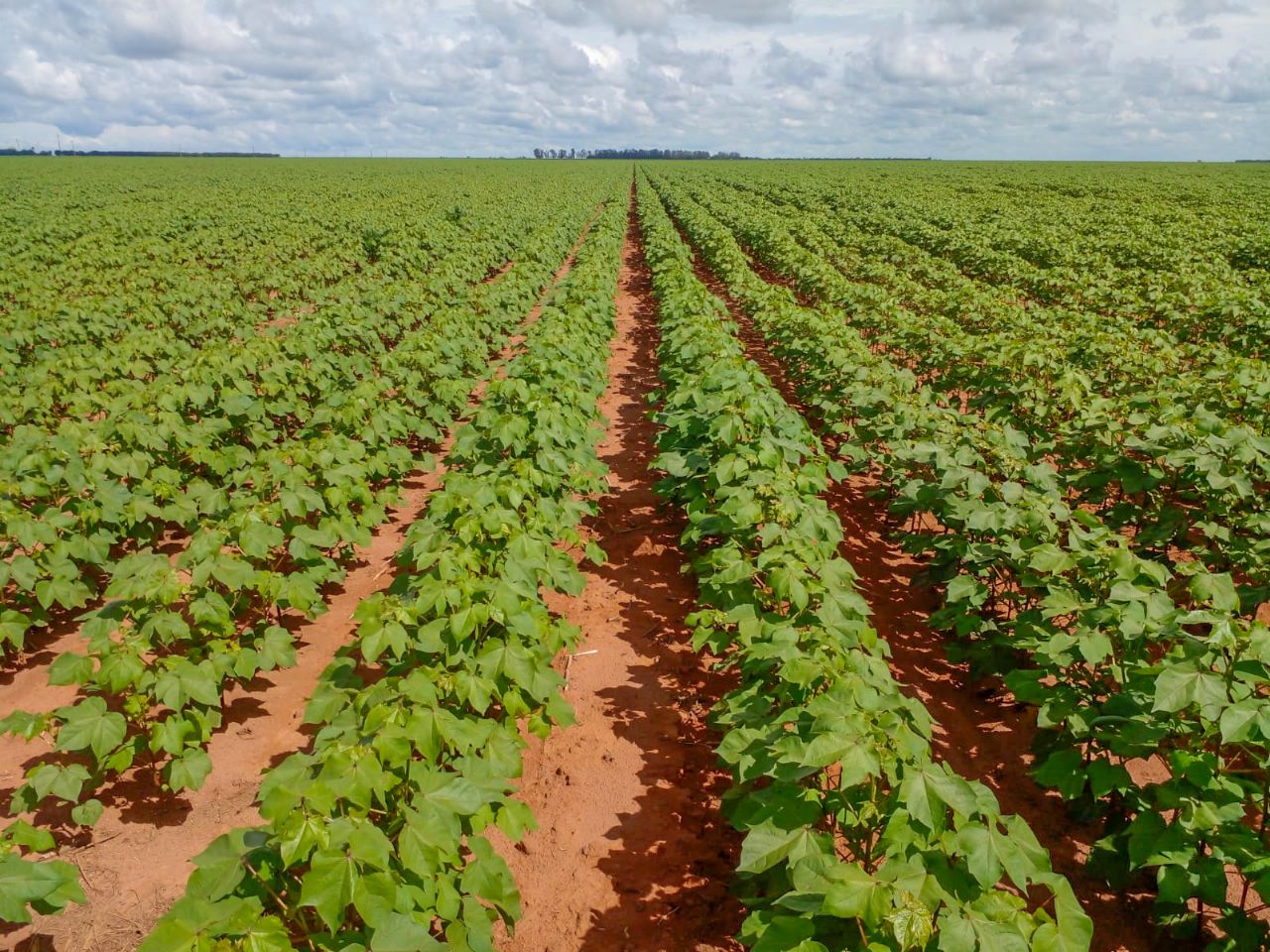 Oeste da Bahia finaliza semeadura do algodão de sequeiro