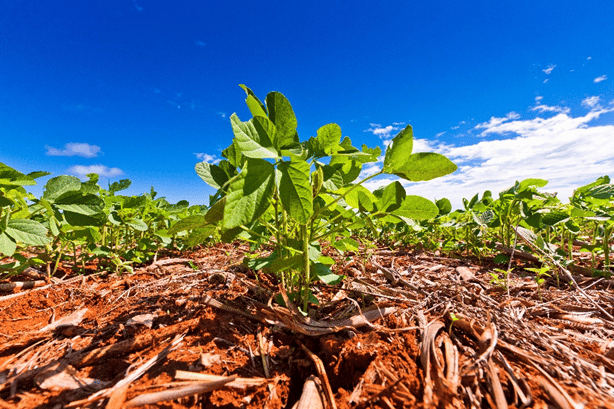 BASF lança fungicida para soja com ingrediente ativo inovador no Show Rural Coopavel