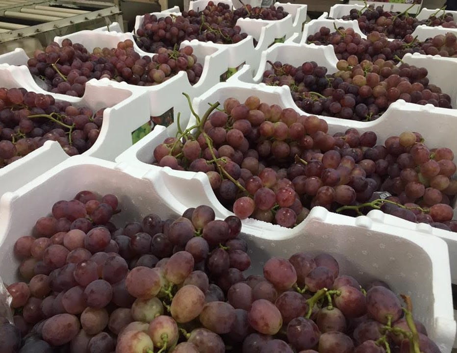 Conservadoras DaColheita em exposição na 37ª Festa da Uva de São Miguel Arcanjo