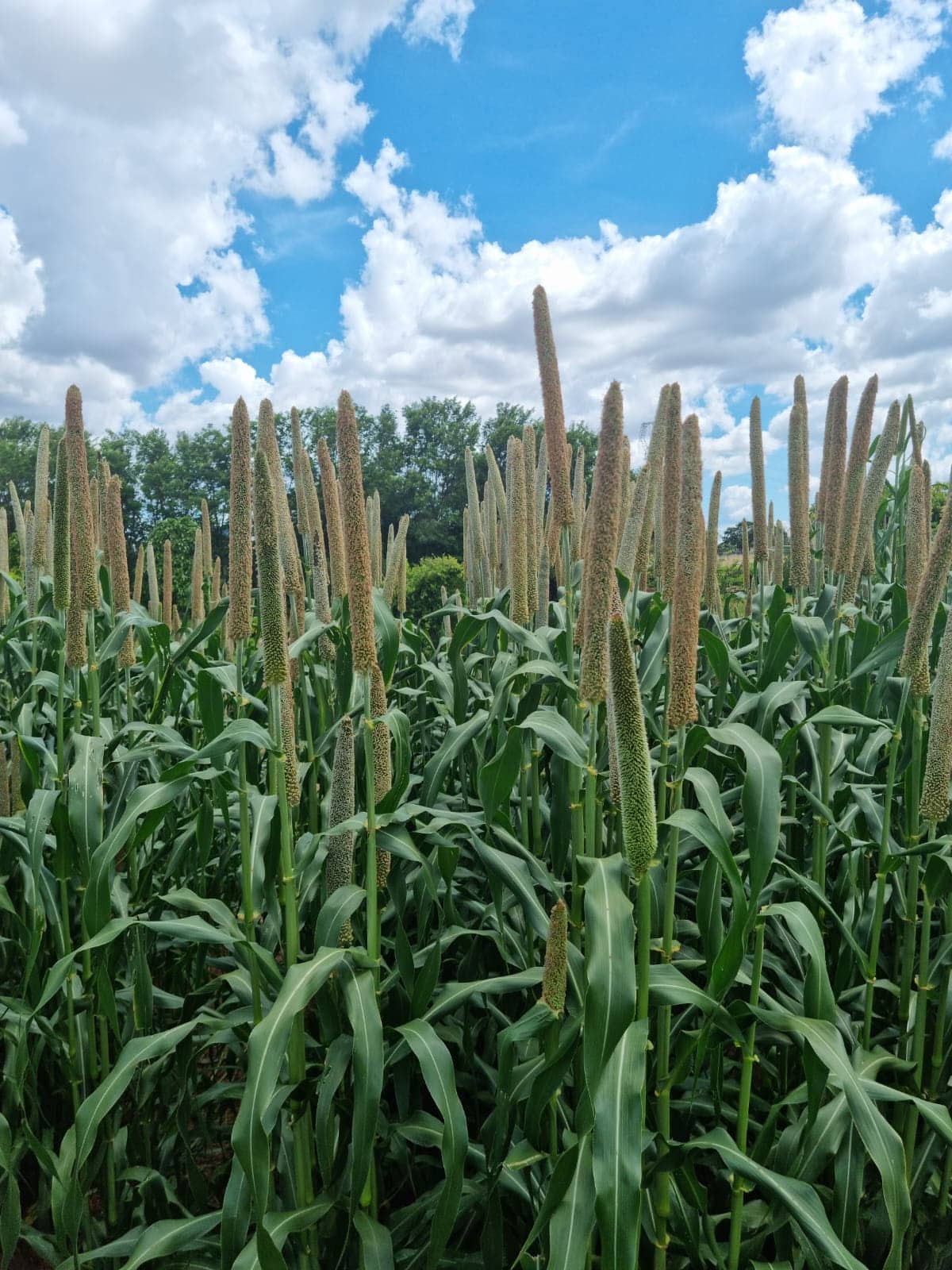 Para o fechamento do plantio na 2ª safra, milheto é opção segura e lucrativa para o produtor