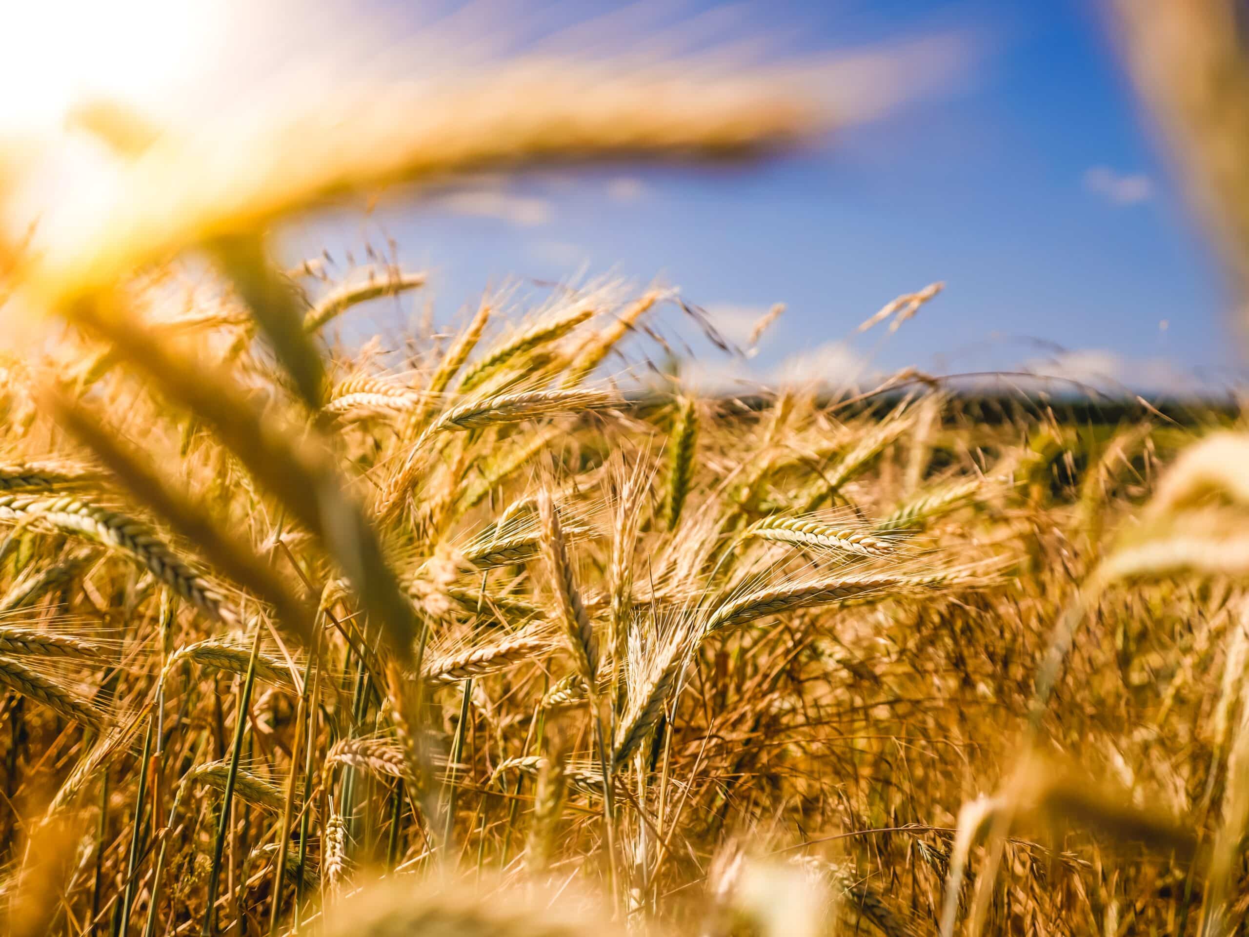 AGRICULTURA: Transformando a informação em sucesso na produção