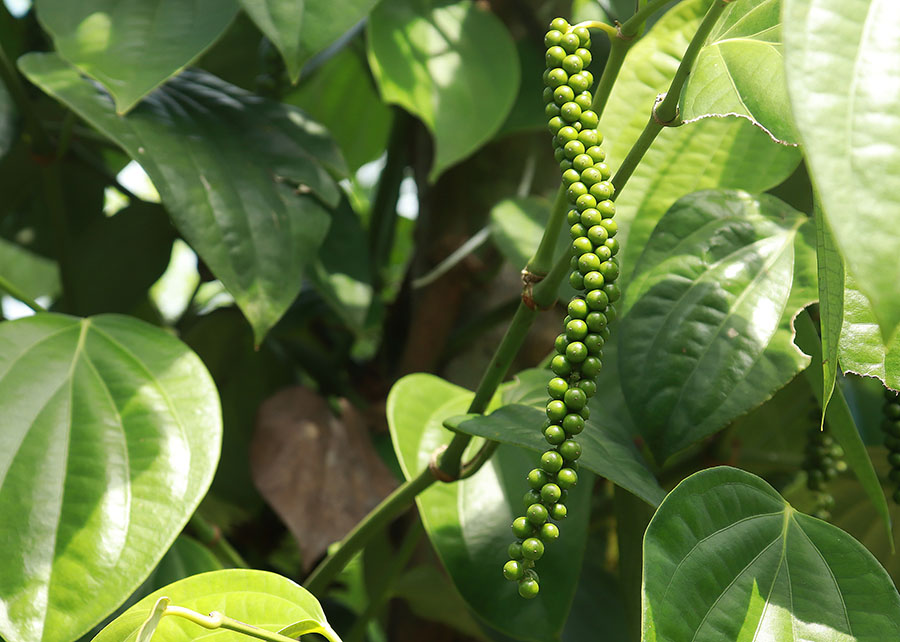 Agricultores plantam árvores para cultivar pimenteira-do-reino