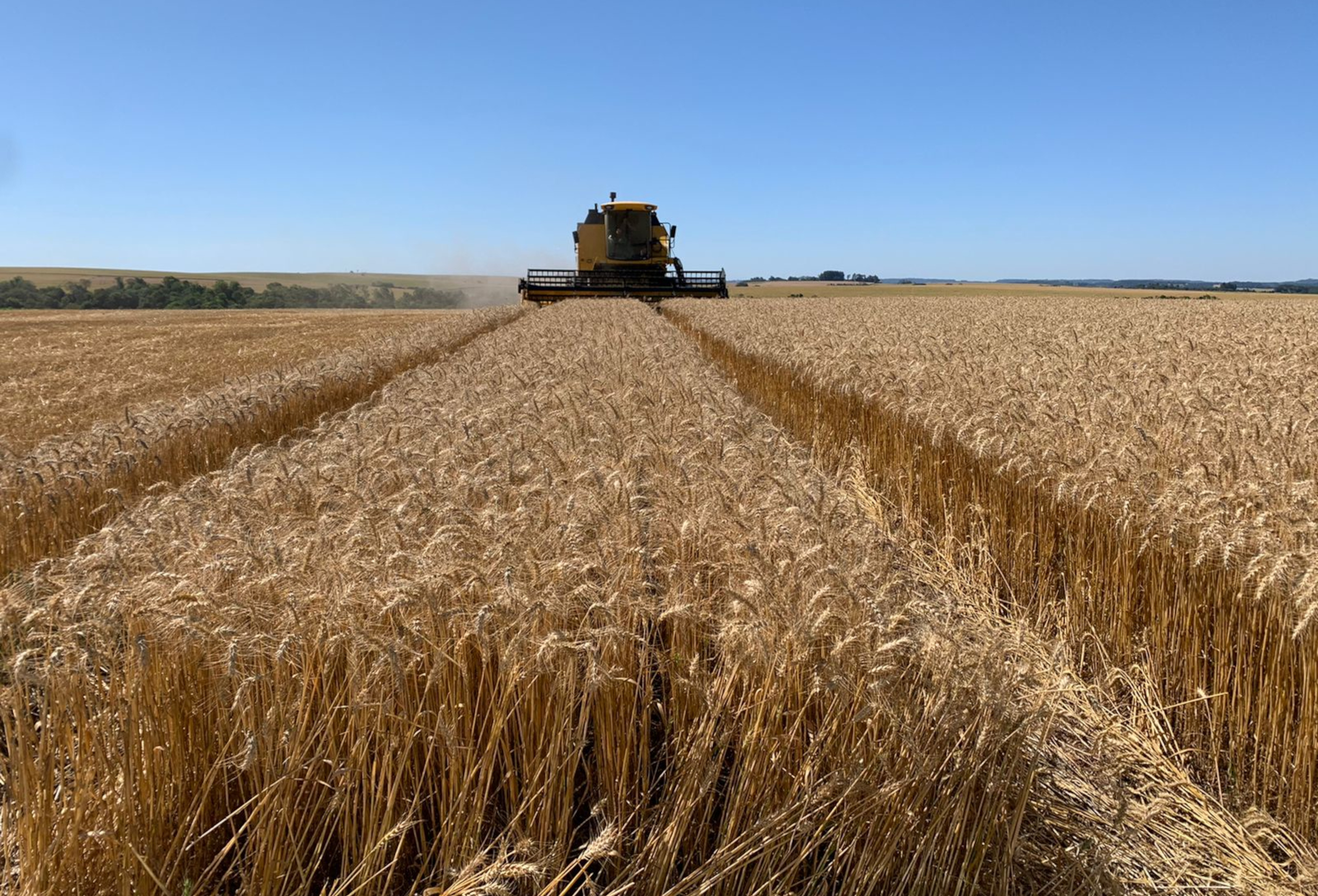 Cooperativas agropecuárias gaúchas debatem cenário para o trigo